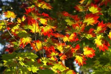 acer japonicum 3 .jpg