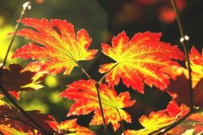 acer japonicum 4 .jpg