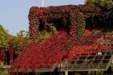 Grape vines.jpg