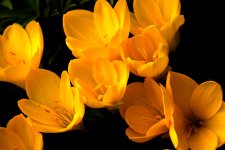 sternbergia lutea .jpg