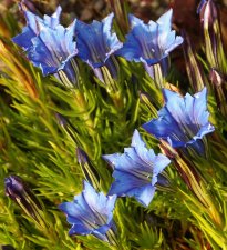 gentiana macaulayii 2 .jpg