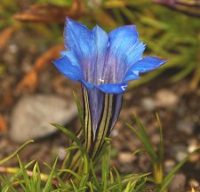 gentiana macaulayii.jpg