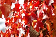 Grape Vines 2.jpg