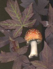 Amanita muscaria.JPG