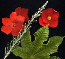 Begonia and Ricinus.JPG