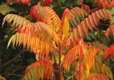 04   2004 10 18  10-18-2004 Sumac.jpg