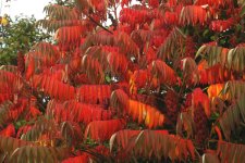 Sumac 2.jpg