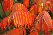 sumac 3.jpg