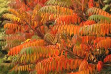 sumac 5.jpg