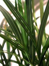 unknownpalm1.jpg