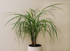 unknownpalm2.jpg