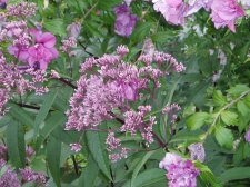 Eupatorium purpureum subsp. maculatum.JPG