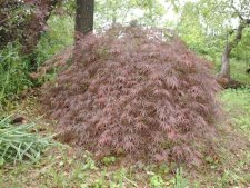 Tamukeyama4252003.JPG