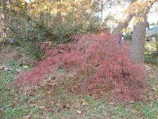 Multi-stem Tamukeyama November 2002.jpg