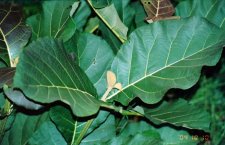 idleaves.jpg