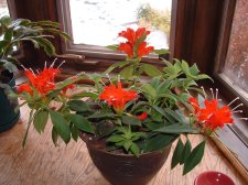 mysteryplant.jpg