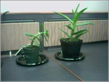 plants.jpg