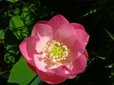 lotus04 003.jpg