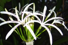 Lily flower.jpg
