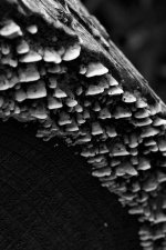 fungus-bw.jpg
