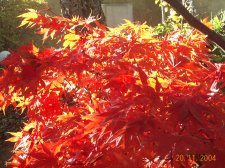Nov_20 007.jpg