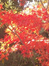 Nov_20 038.jpg
