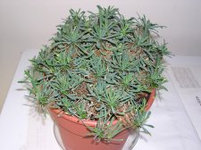 DSCN0522.JPG