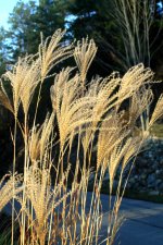 Miscanthus in Winter.jpg