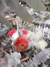 Eucalyptus macrocarpa flwrcu.jpg