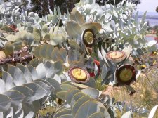 Eucalyptus macrocarpa seedpods.jpg
