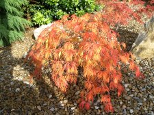 Viridis autumn 2004.jpg