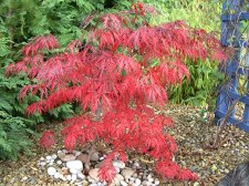 Garnet  autumn  2004.jpg