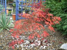 Ornatumn autumn 2004.jpg