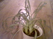 plant2.jpg