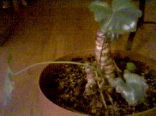 plantc.jpg