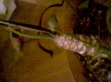 plantb.jpg