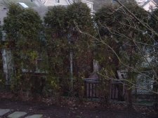 arborvitae.JPG