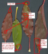 Plant problem.jpg