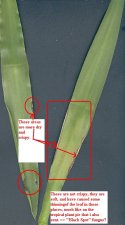 Yucca problem.jpg