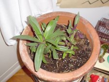 Mystery Plant.jpeg