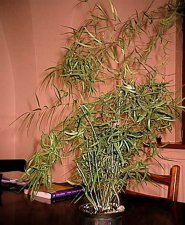 plant.jpg