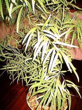 plant2.jpg