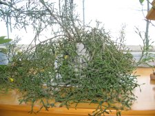 IMG_0052.JPG
