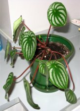 favplant.jpg
