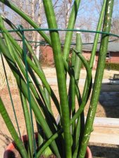 plant2A.jpg
