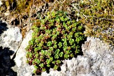 cressula.jpg