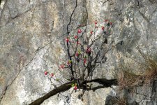 Flowering Current 1.jpg
