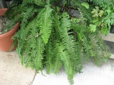 IMG_3942.jpg