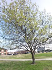 the tree.jpg
