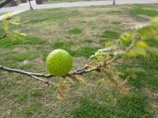 On the tree.jpg